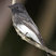 Black Phoebe